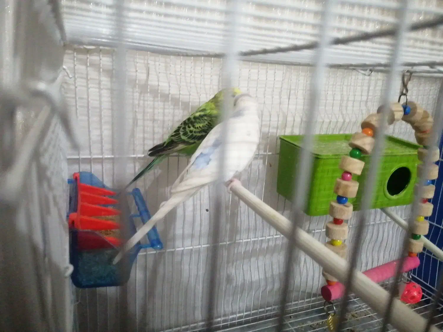 مرغ عشق|پرنده|مشهد, شهرک لشکر (شهرک غرب)|دیوار