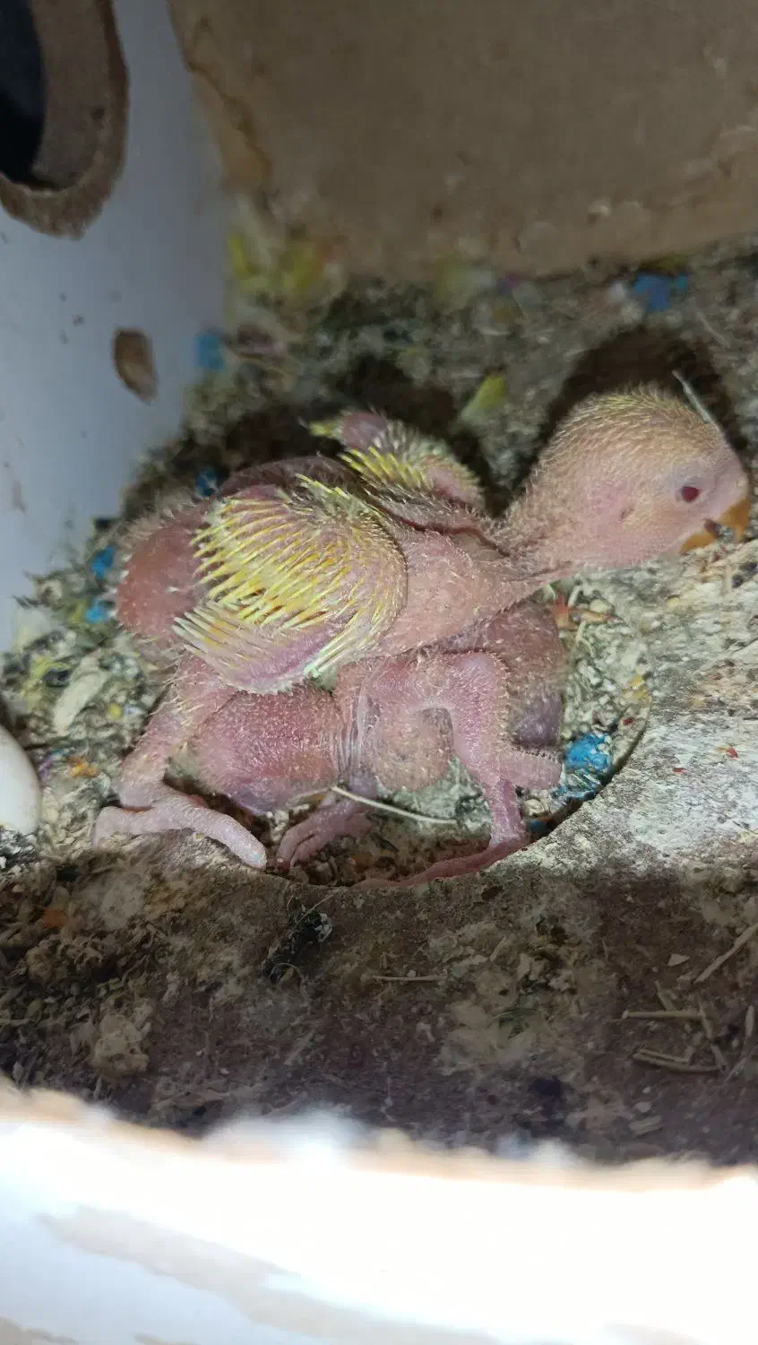 جوجه طوطی برزیلی|پرنده|برازجان, |دیوار