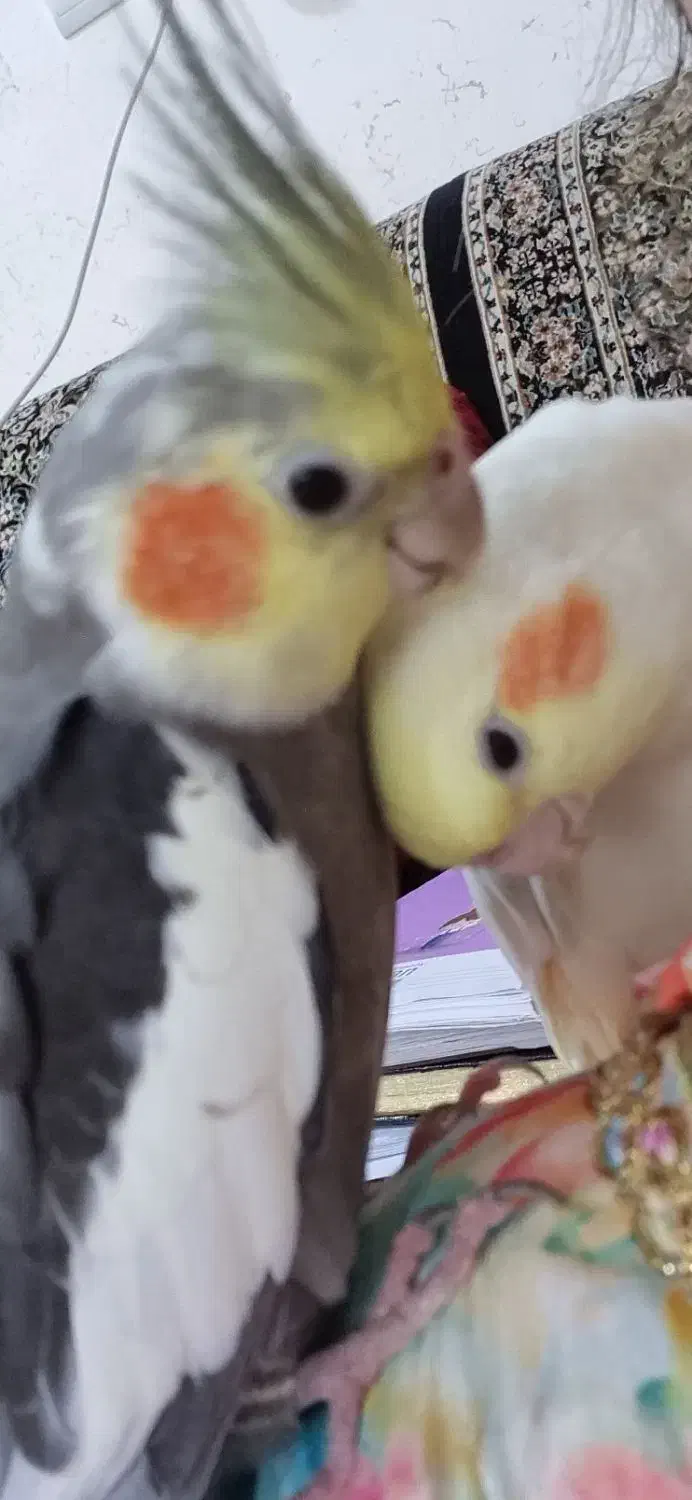 عروس هلندر نر و ماده کاملا دستی|پرنده|بندرعباس, |دیوار