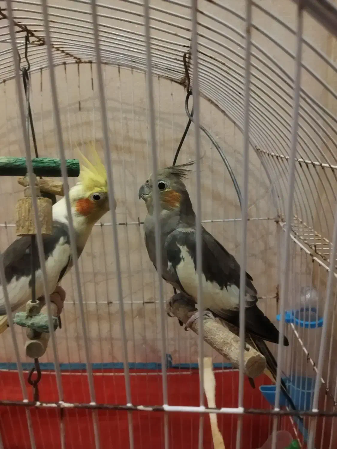 عروس هلندی یک ساله|پرنده|رشت, حومه رشت|دیوار