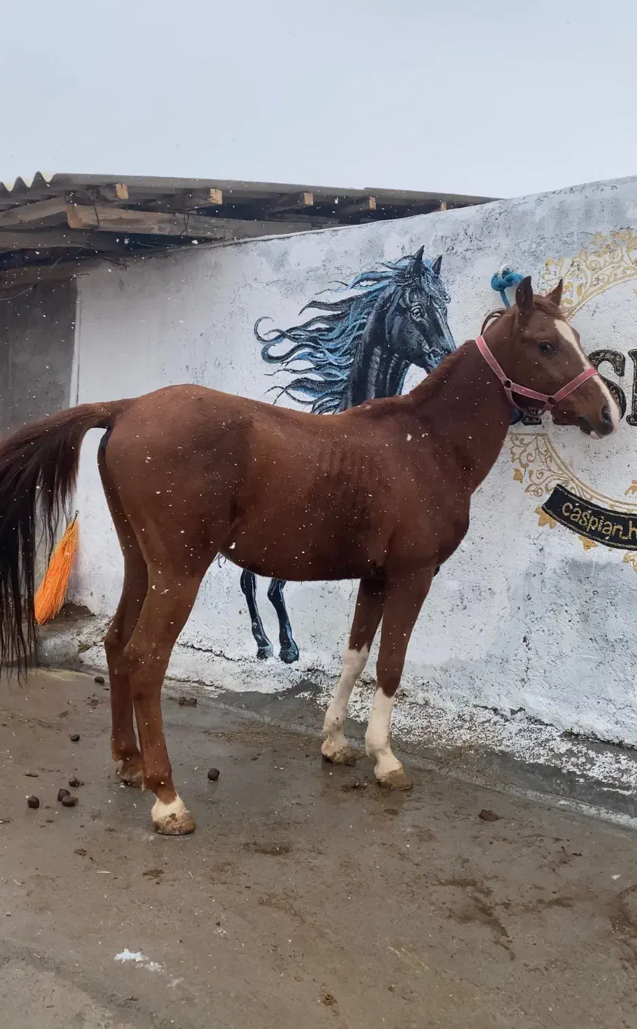 اسب نریان|اسب و تجهیزات اسب‌سواری|مراغه, |دیوار
