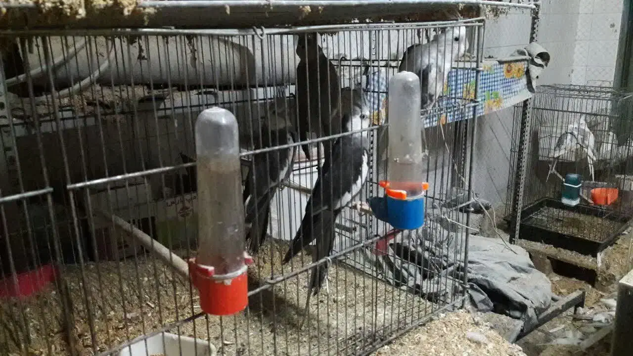 فروش طوطی و لوازم جانبی|پرنده|چهارباغ, |دیوار