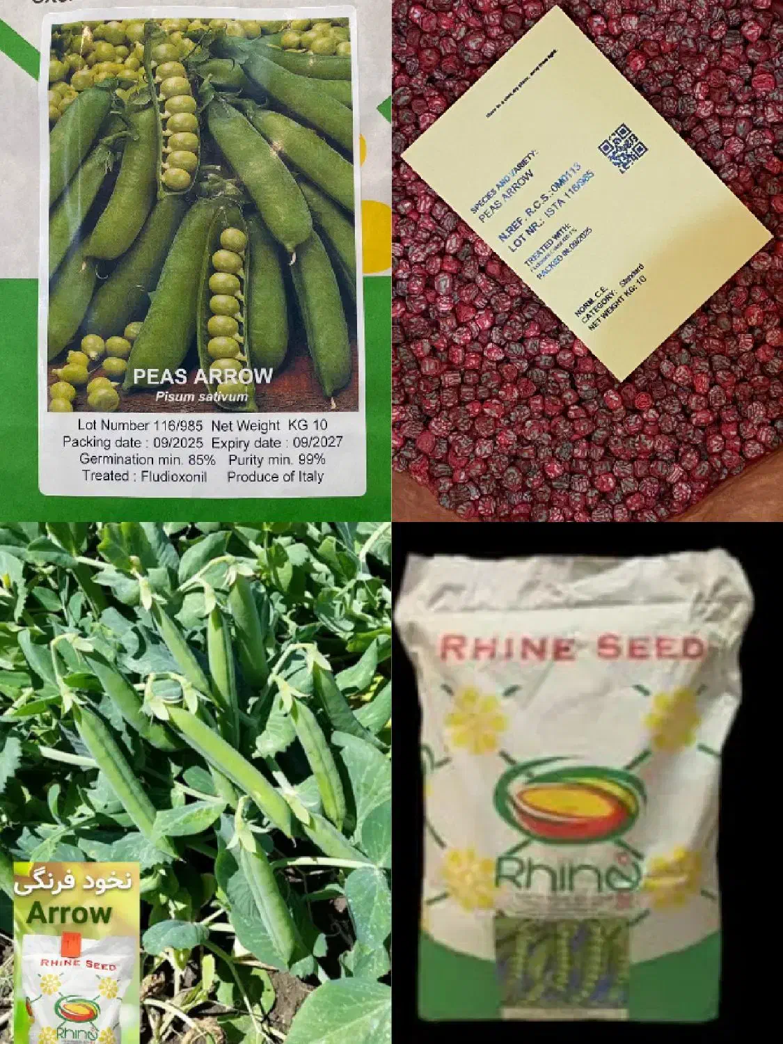 بذر نخودفرنگی راین|خدمات باغبانی و درختکاری|گرگان, |دیوار