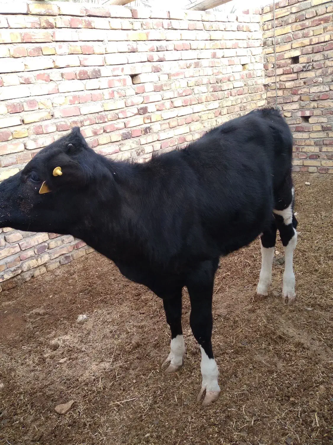 گوساله ماده ۸ ماهه ازنسل شیری|حیوانات مزرعه|سراوان, |دیوار