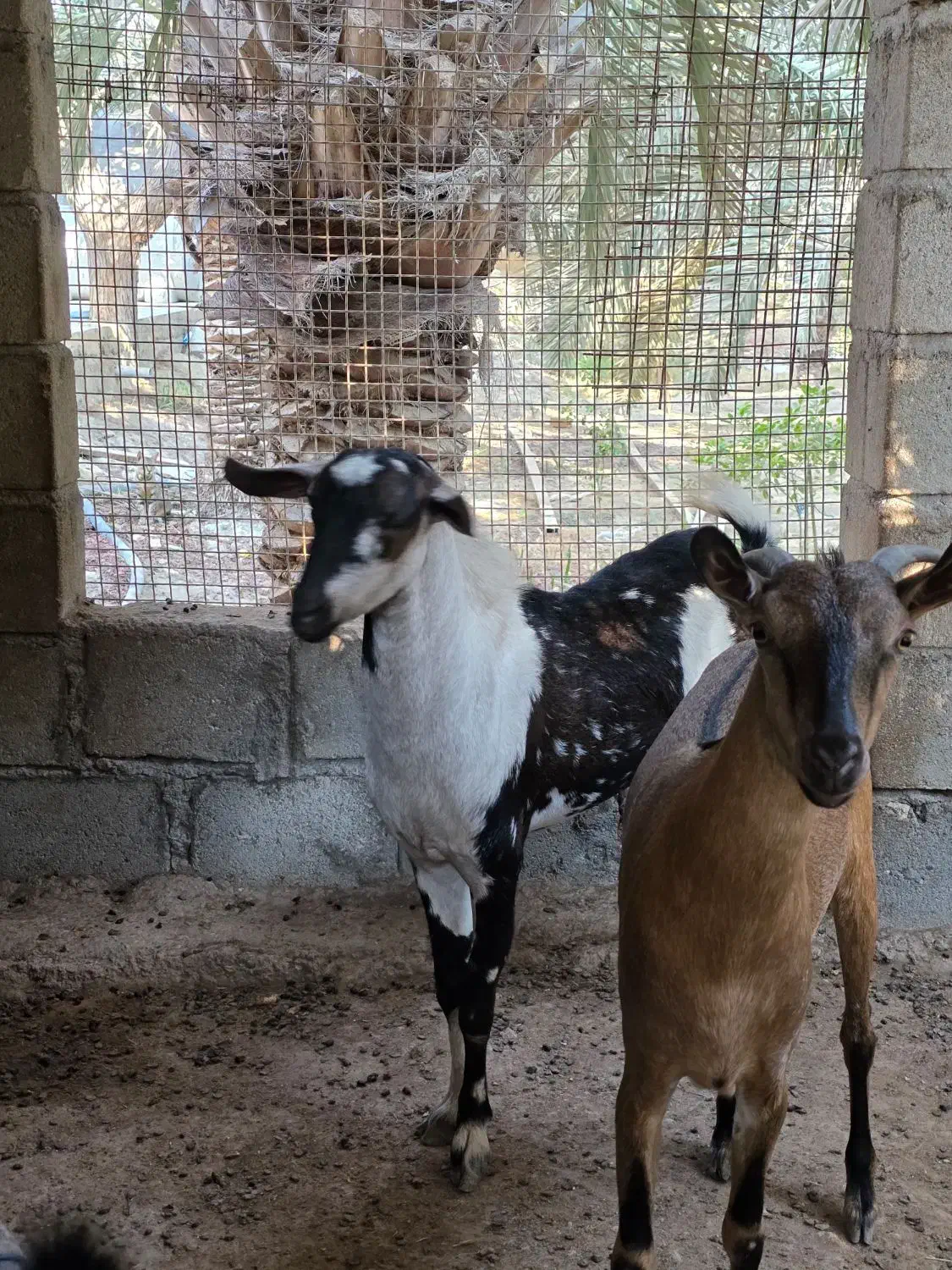 نری پچی|حیوانات مزرعه|درگهان, |دیوار