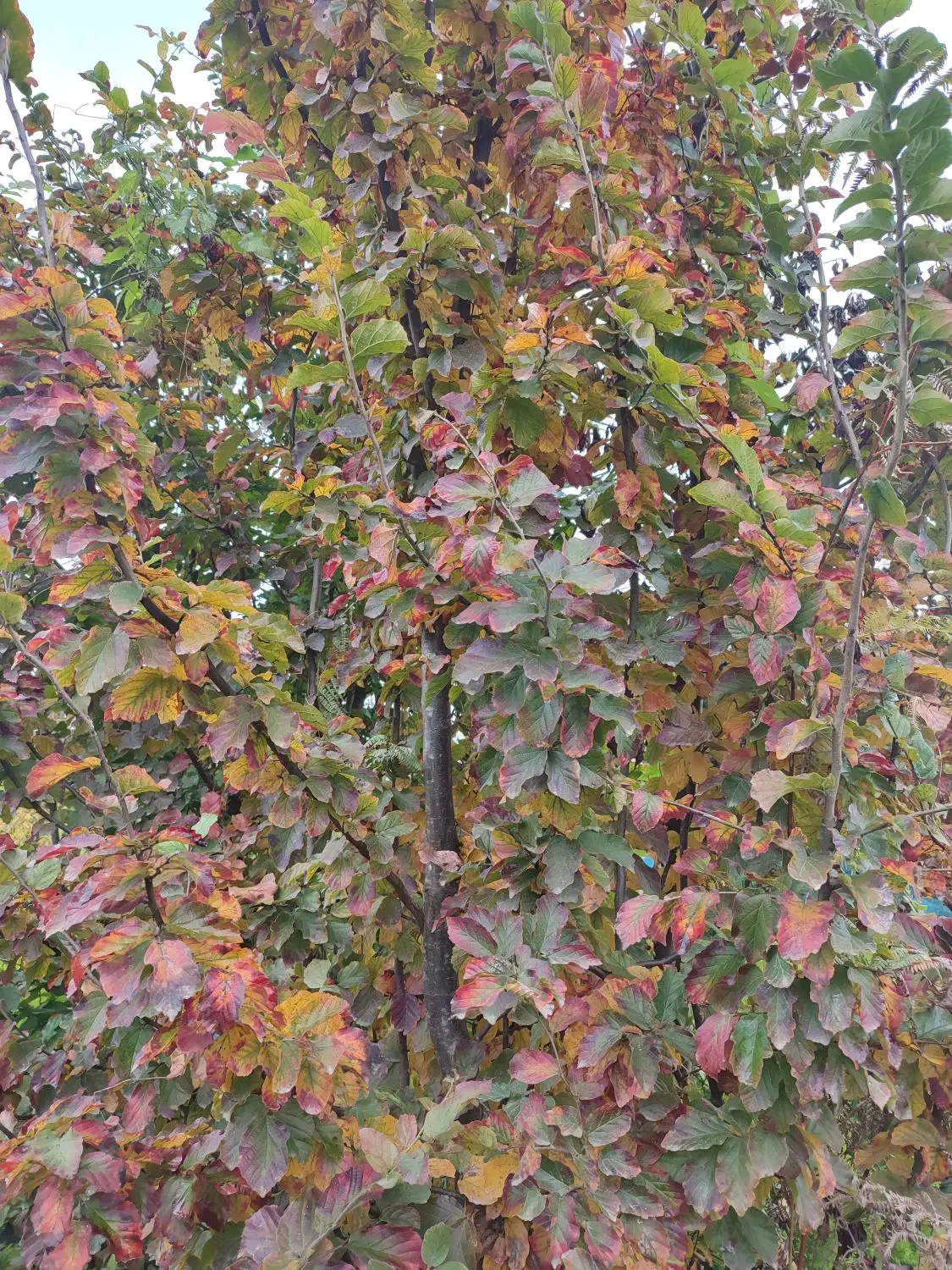 درخت آهن یا انجیلی|گل و گیاه طبیعی|چابکسر, |دیوار