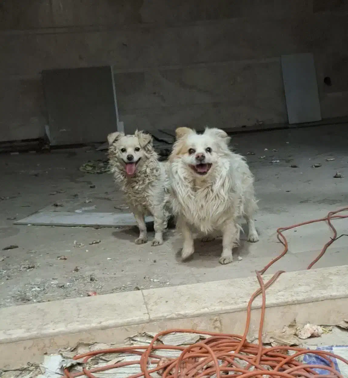 جسی وجیمی|سگ|قم, کلهری|دیوار