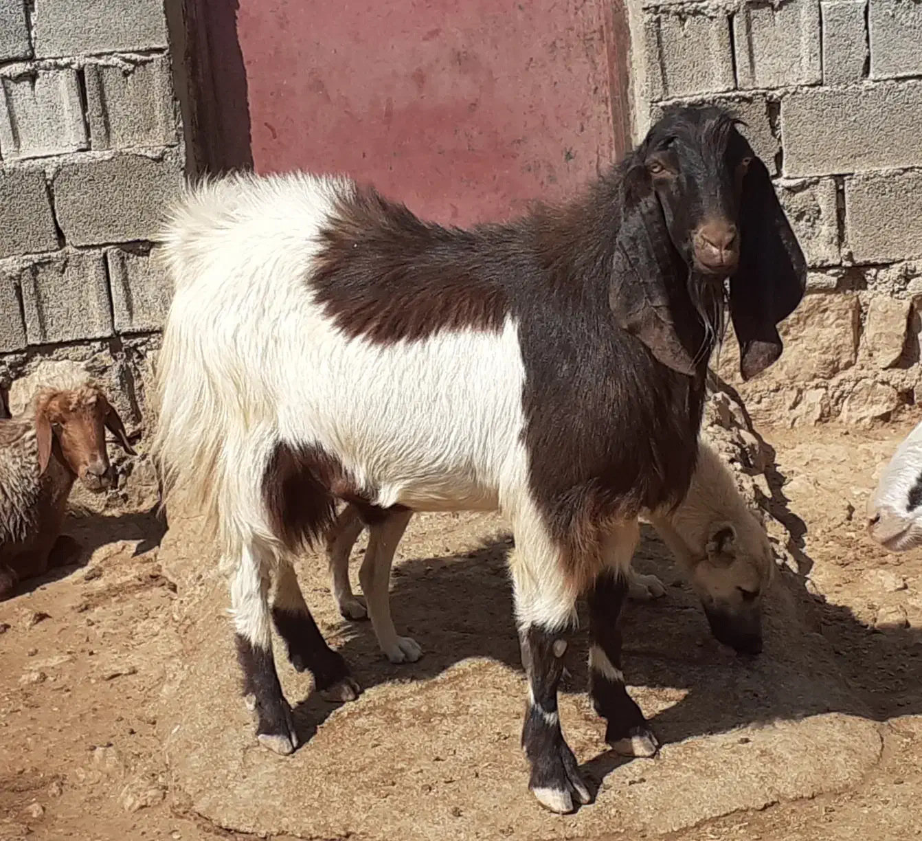 ساورن پاکستانی|حیوانات مزرعه|دالاهو, |دیوار