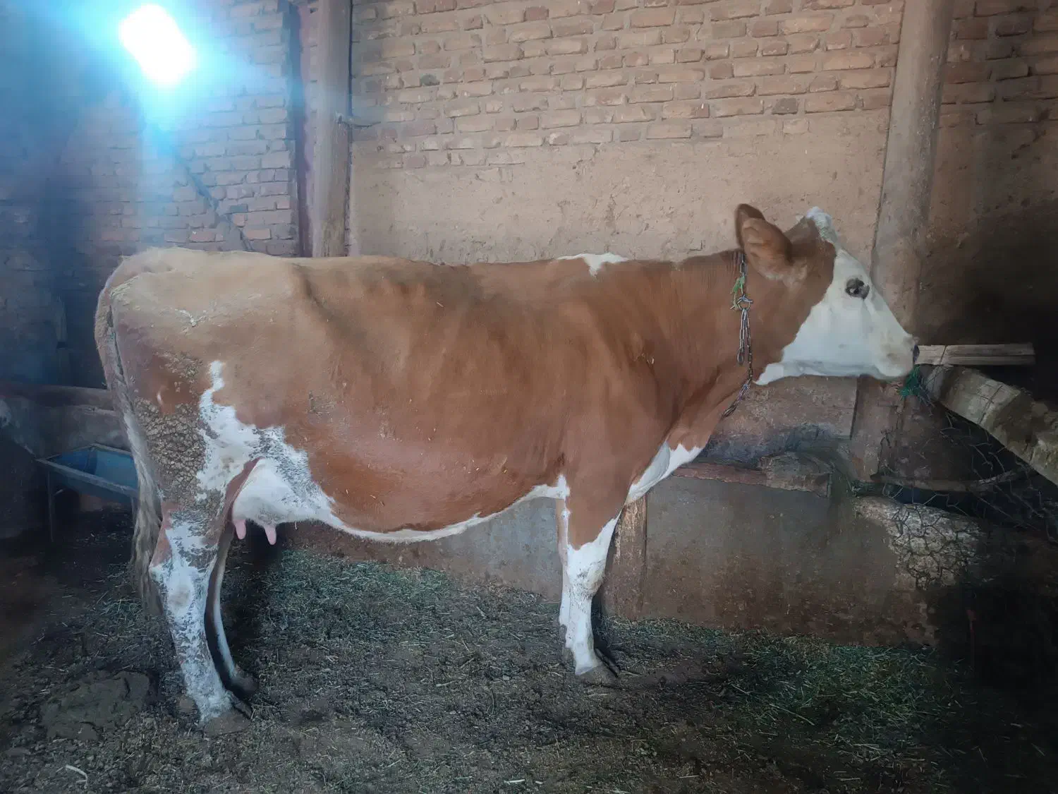 ...|حیوانات مزرعه|تخت سلیمان, |دیوار