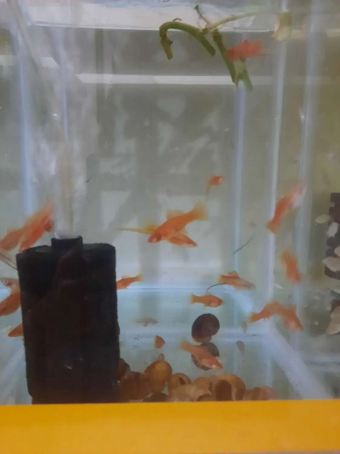 مولی دم شمشیری مولد|ماهی|زاهدان, |دیوار