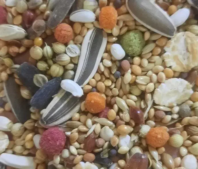 دان 9 تخمه اصل طوطی|لوازم جانبی حیوانات|سنندج, |دیوار
