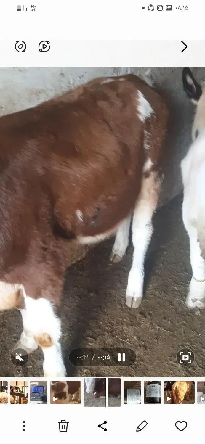 گوساله سیمینتال|حیوانات مزرعه|تاکستان, |دیوار