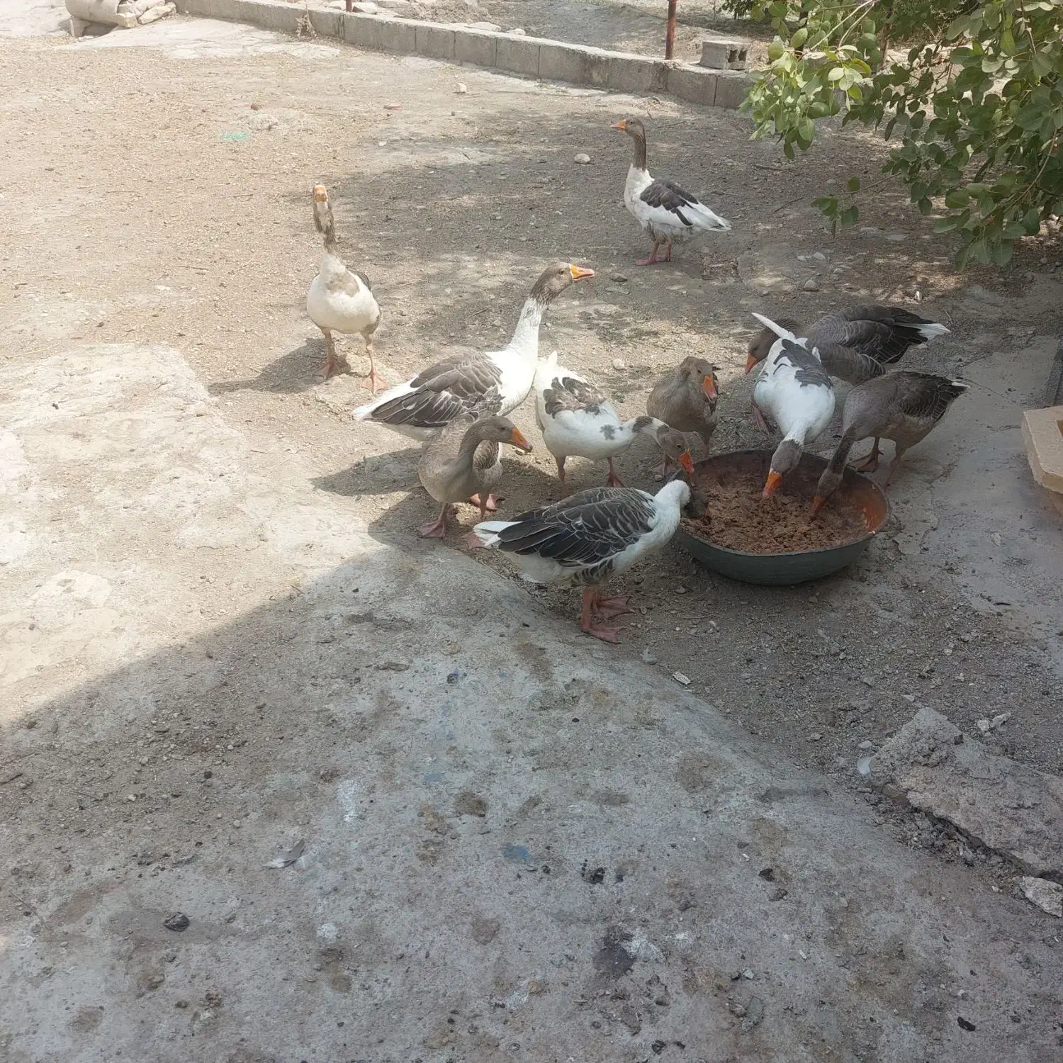 غاز|پرنده|دوگنبدان, |دیوار