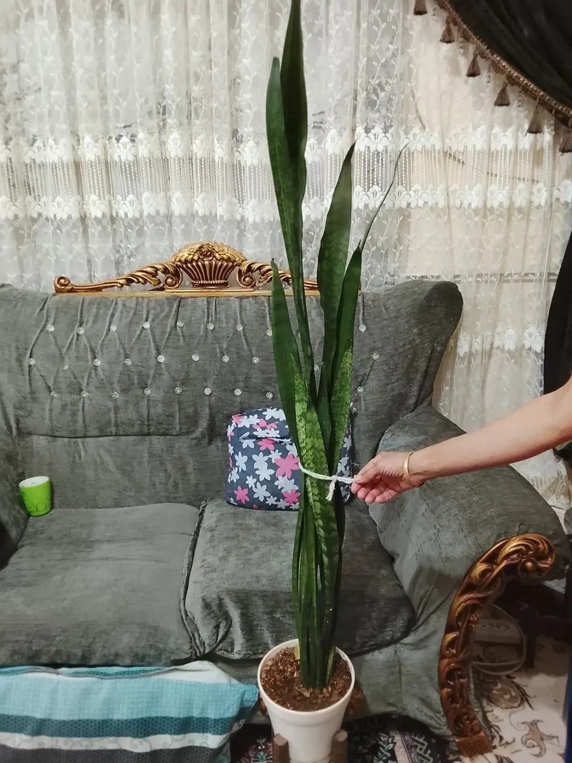 گل دو عدد|گل و گیاه طبیعی|تربتحیدریه, سرمحله|دیوار