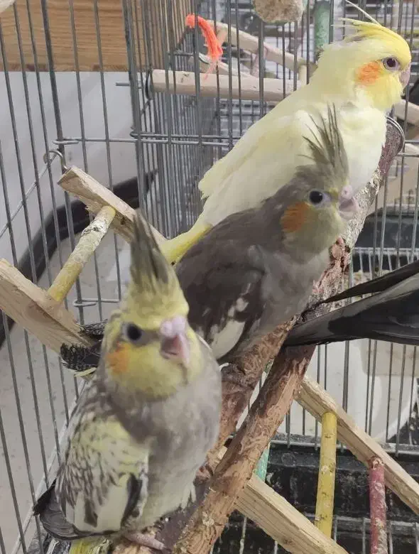 عروس هلندی پنج عدد|پرنده|حمیدیا, |دیوار