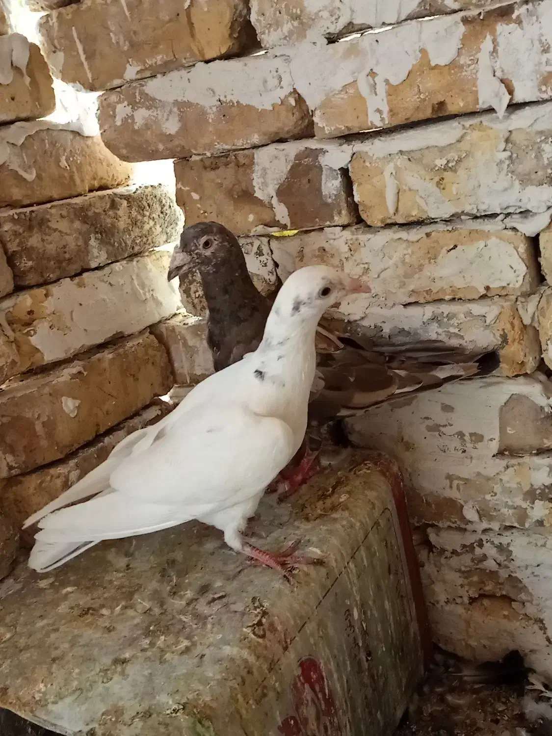 کفتر|پرنده|شیراز, قلعه نو|دیوار
