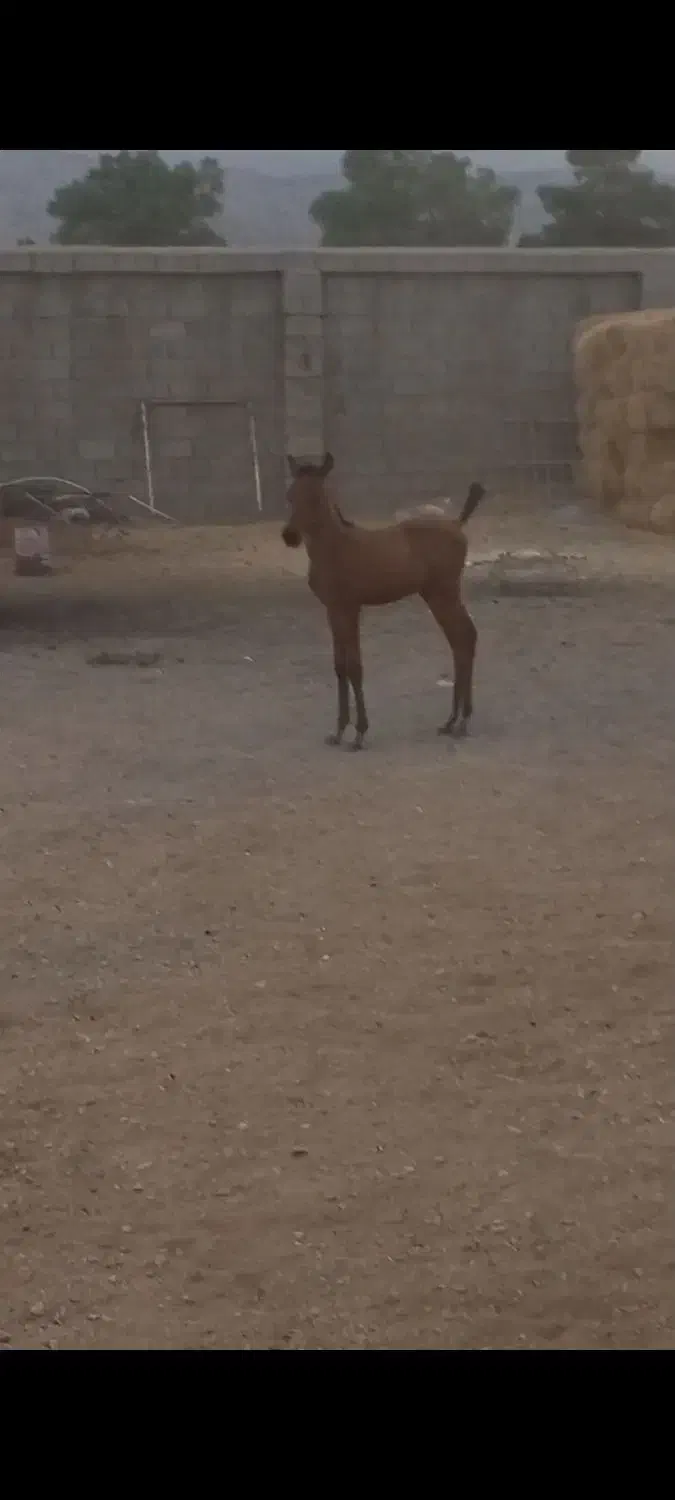 کره نریون|اسب و تجهیزات اسبسواری|زرقان, |دیوار