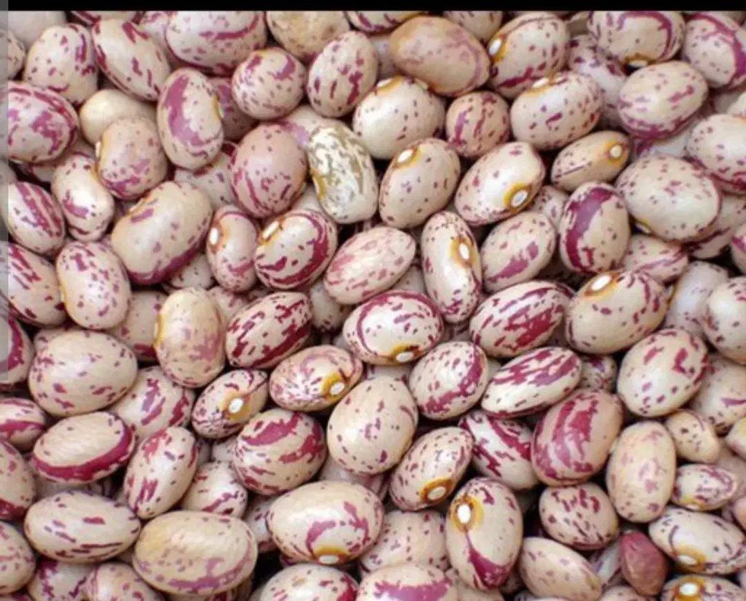 لوبیا چیتی|خوردنی و آشامیدنی|تهران, افسریه جنوبی|دیوار