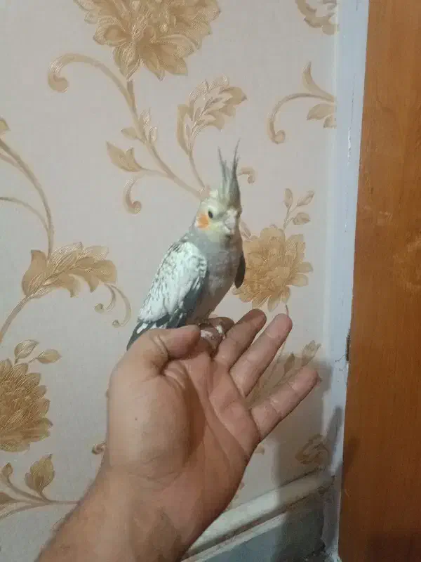 جوجه عروس هلندی|پرنده|قرچک, مهدیه|دیوار