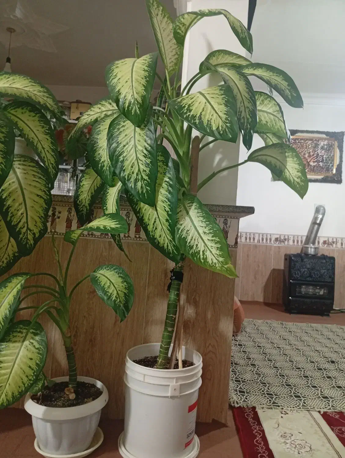 گل دفین|گل و گیاه طبیعی|سیدآباد, |دیوار