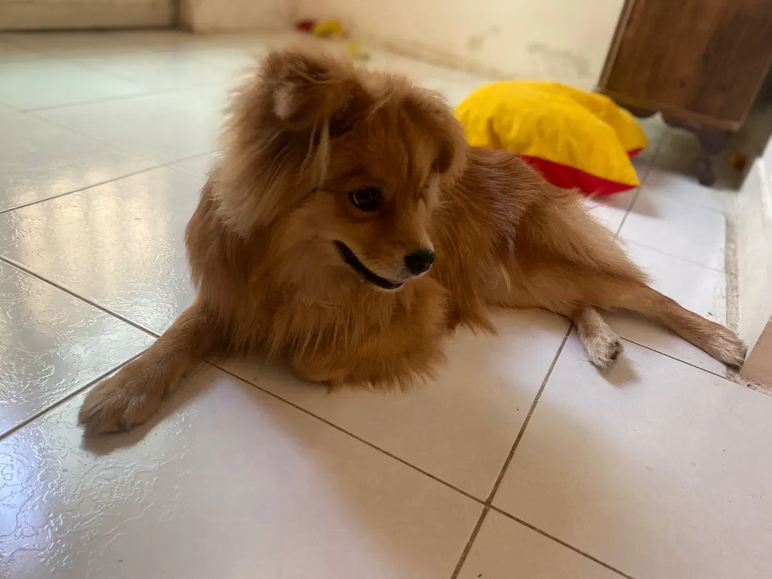 سگ پامر اشپیتز|سگ|خرم‌آباد, |دیوار