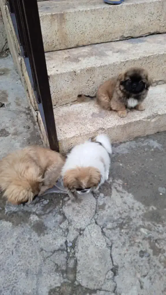 سگ پاکوتاه 3ماهه بیکینگ|سگ|بازرگان, |دیوار