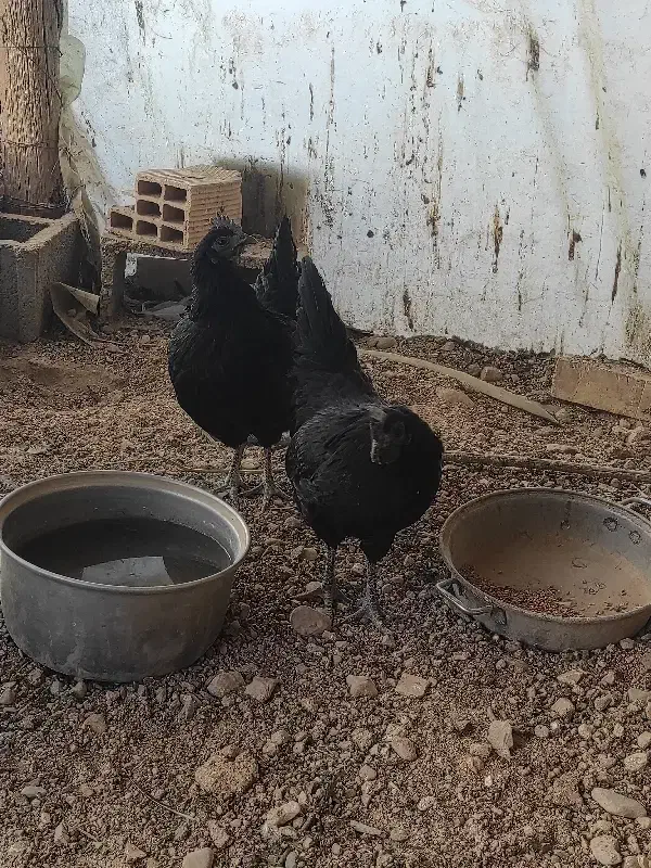 بارو ایام سمانی|حراج|جهرم, |دیوار