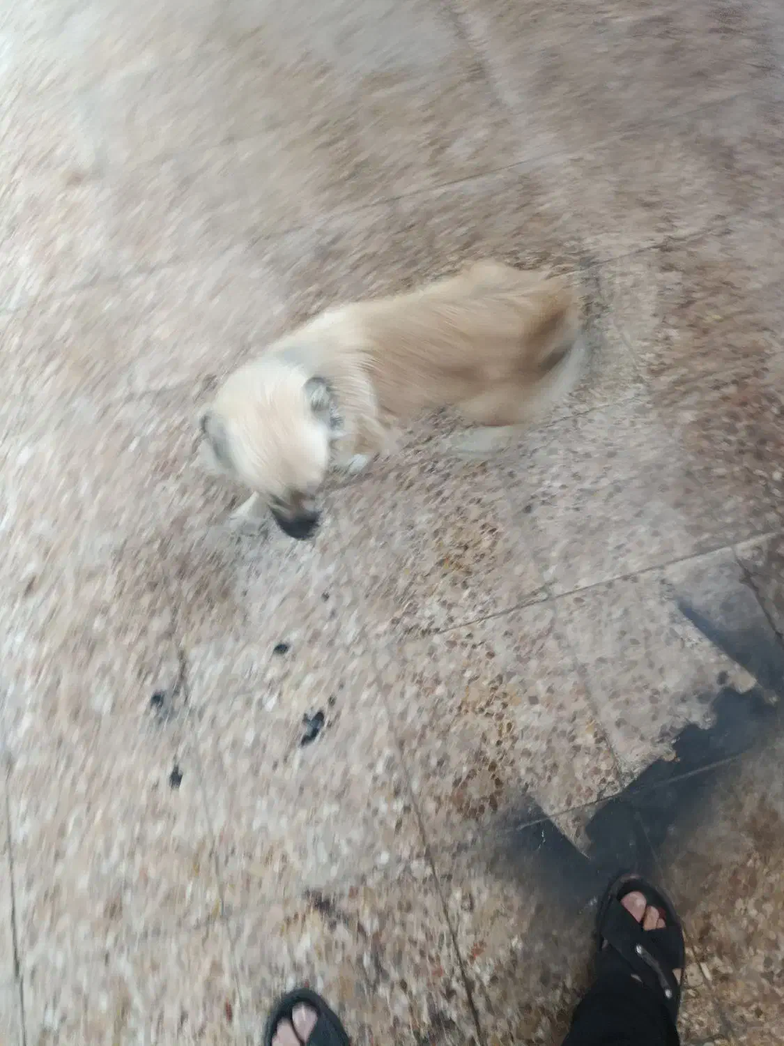 سگ پامر  1ساله نر|سگ|مسجد سلیمان, |دیوار