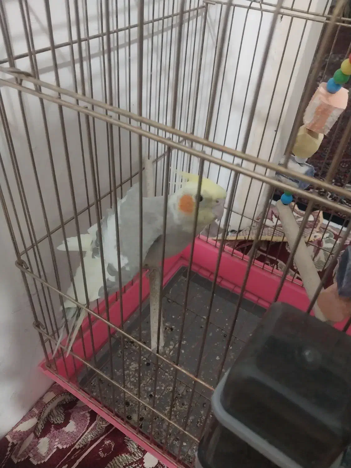 عروس هلندی نرماده بسیار خوشگل و بازیگوش|پرنده|زنجان, |دیوار