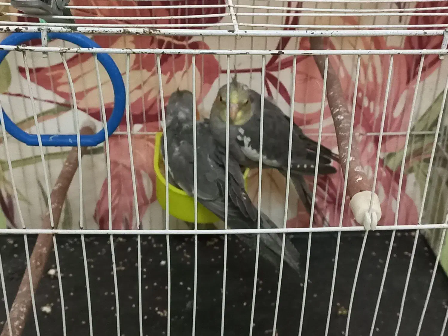 عروس هلندی|پرنده|بهشهر, |دیوار