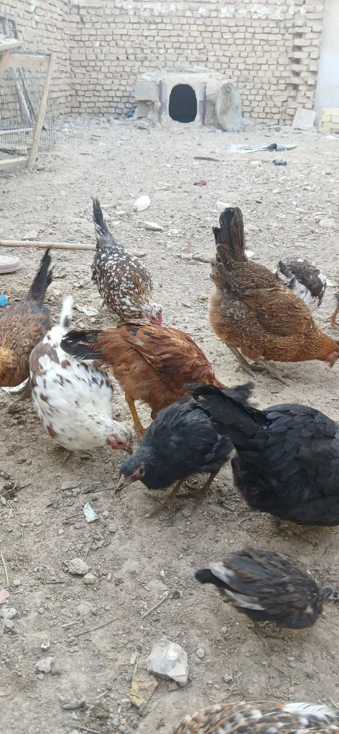 مرغ|حیوانات مزرعه|اصفهان, زیار|دیوار