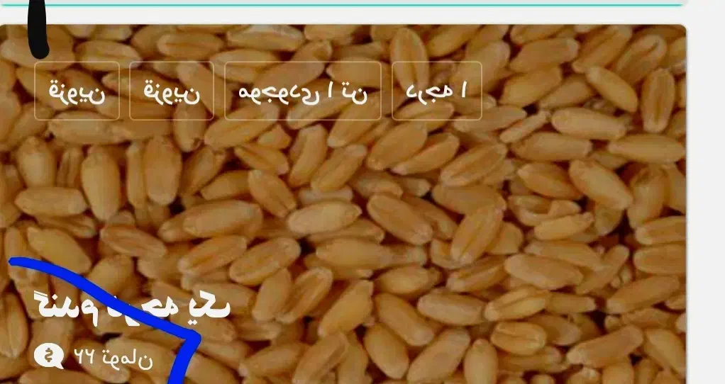 فروش گندم در حد۲۵۰ کیلو|عمده‌فروشی|تکاب, |دیوار