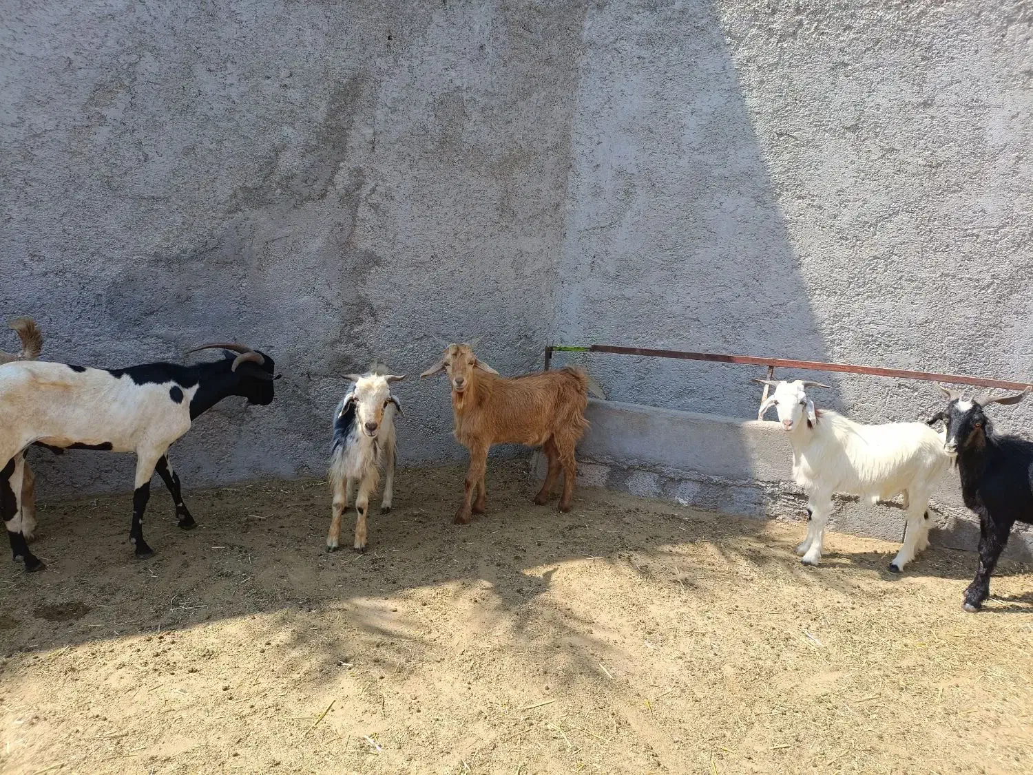 فروش ۶تا کهره نر سالم و سرحال|حیوانات مزرعه|مهر, |دیوار