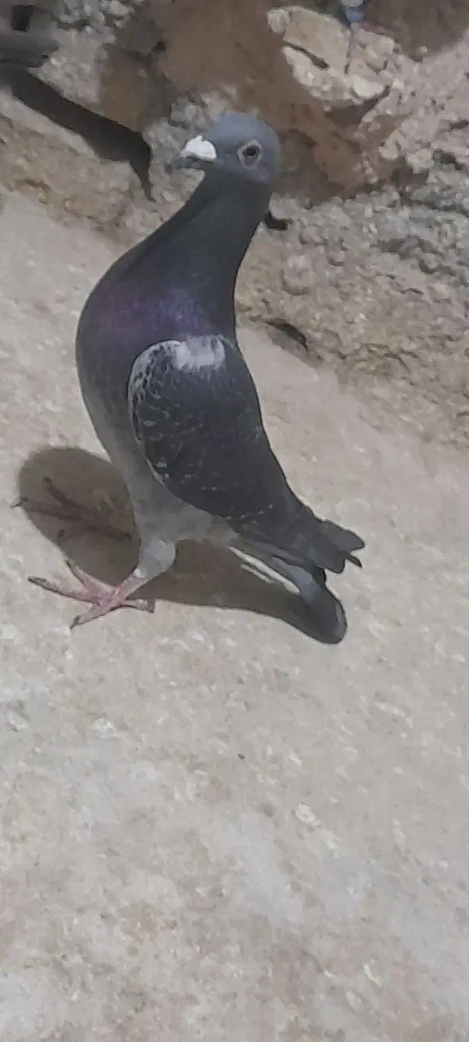 کبوتر آلمانی پلاکی و طوقی به ضمانت|پرنده|مشهد, میان ولایت|دیوار