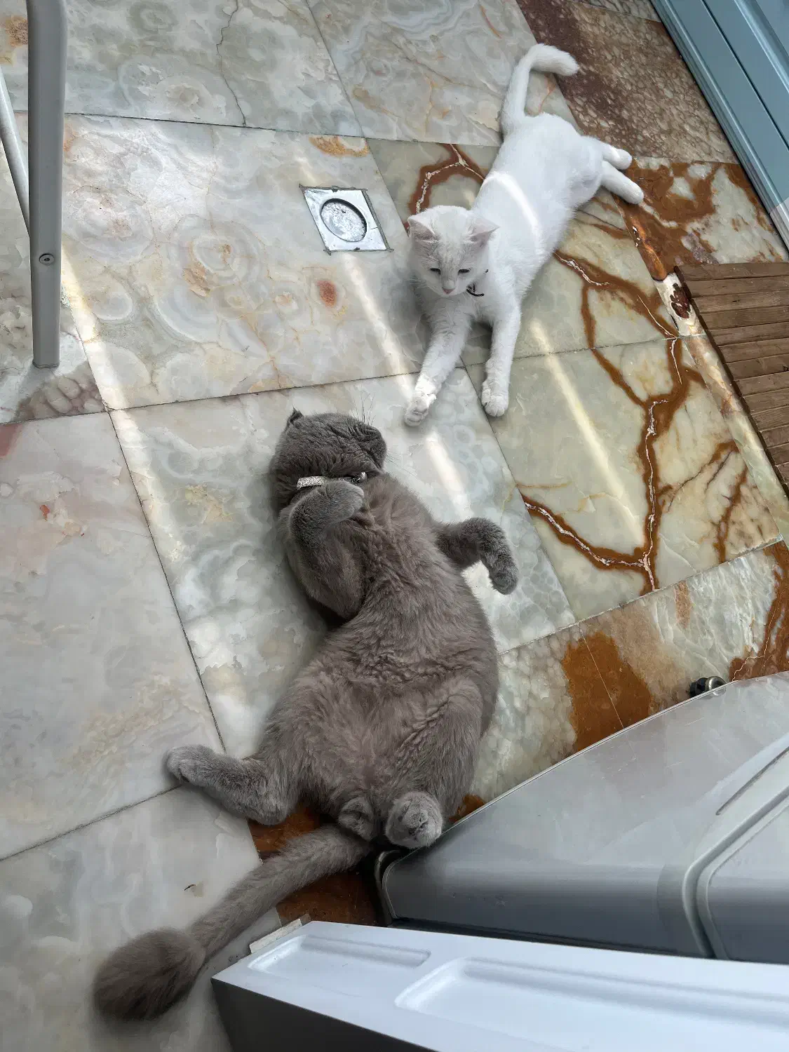 گربه نر|گربه|زنجان, |دیوار