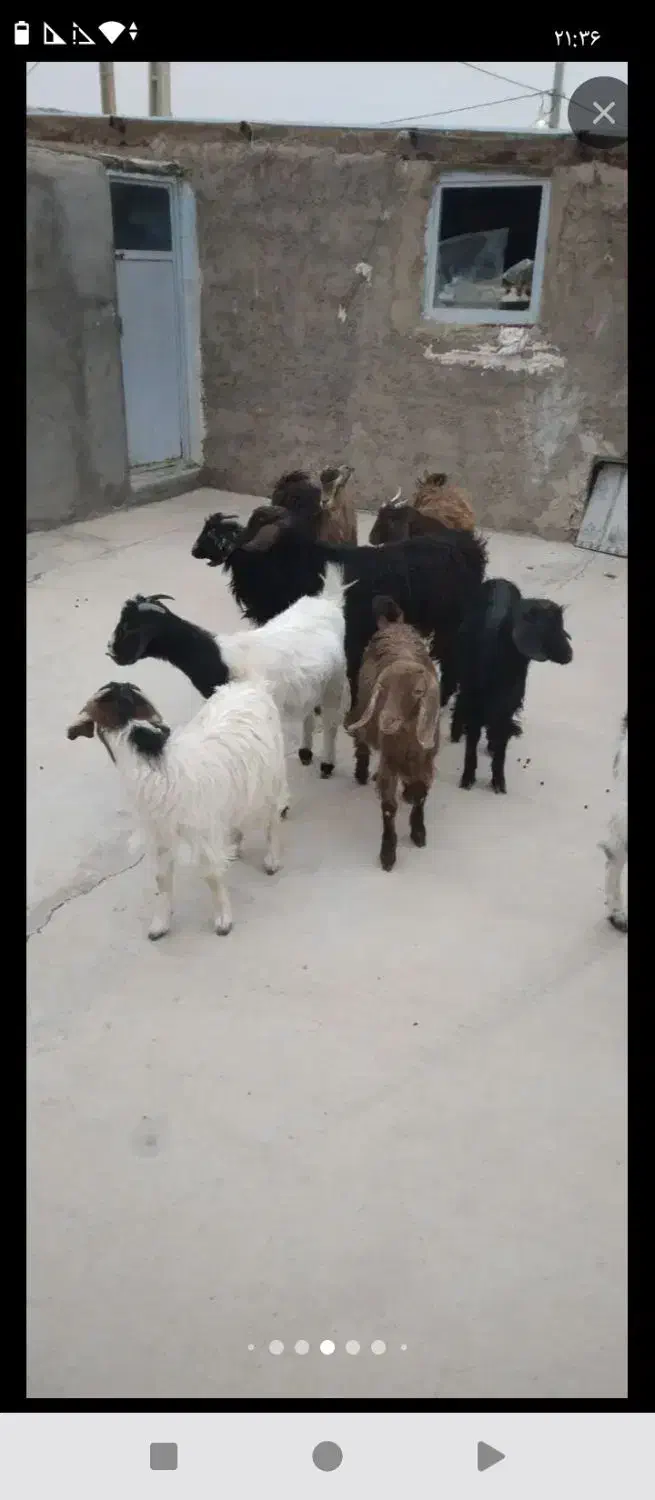 ۱۰راس بزغاله ماده|حیوانات مزرعه|دشتابی, |دیوار