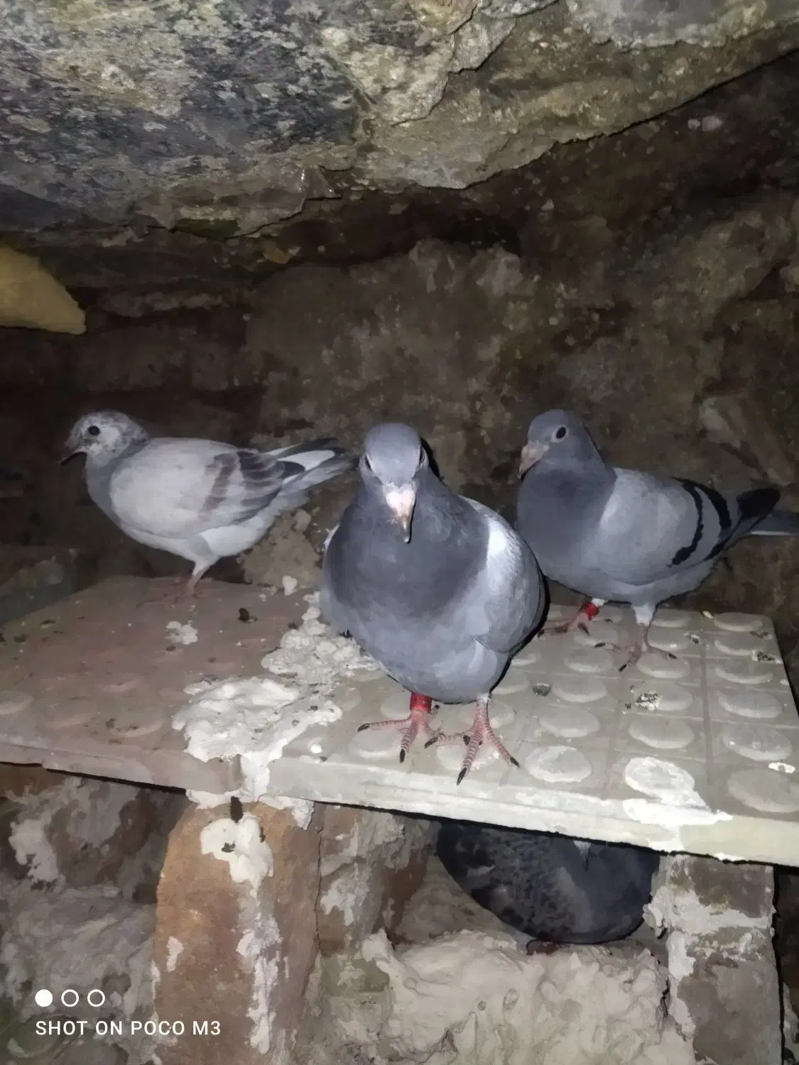 دوبر‌‌بالاگمشده|پرنده|ویلکیج, |دیوار