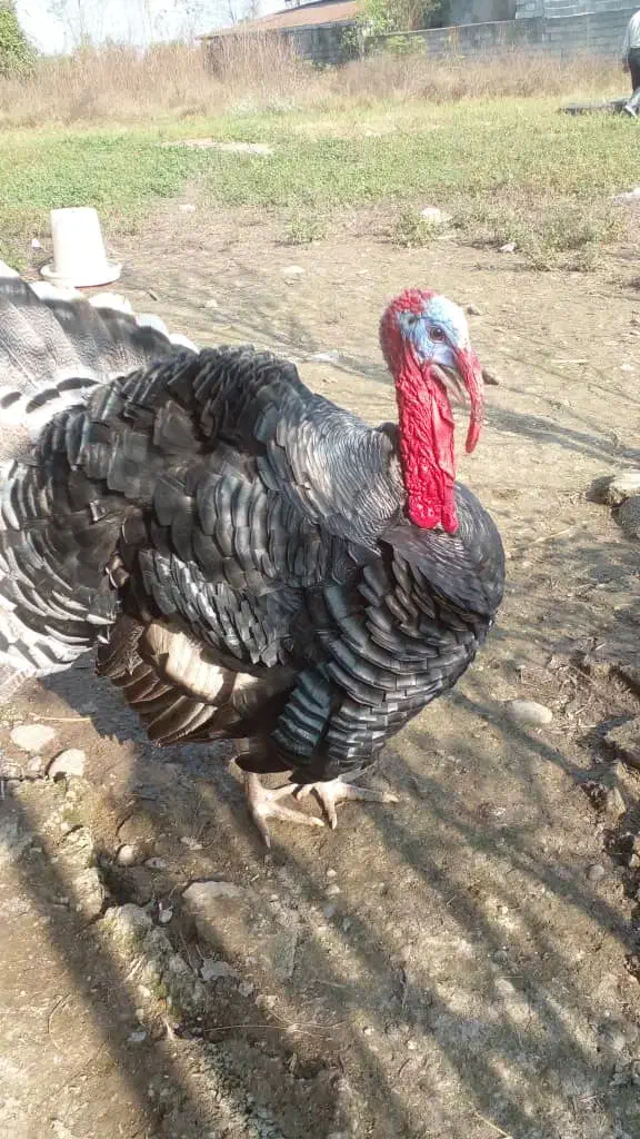 یه جفت بقلمون سالم وسرحال|حیوانات مزرعه|سنگر, |دیوار