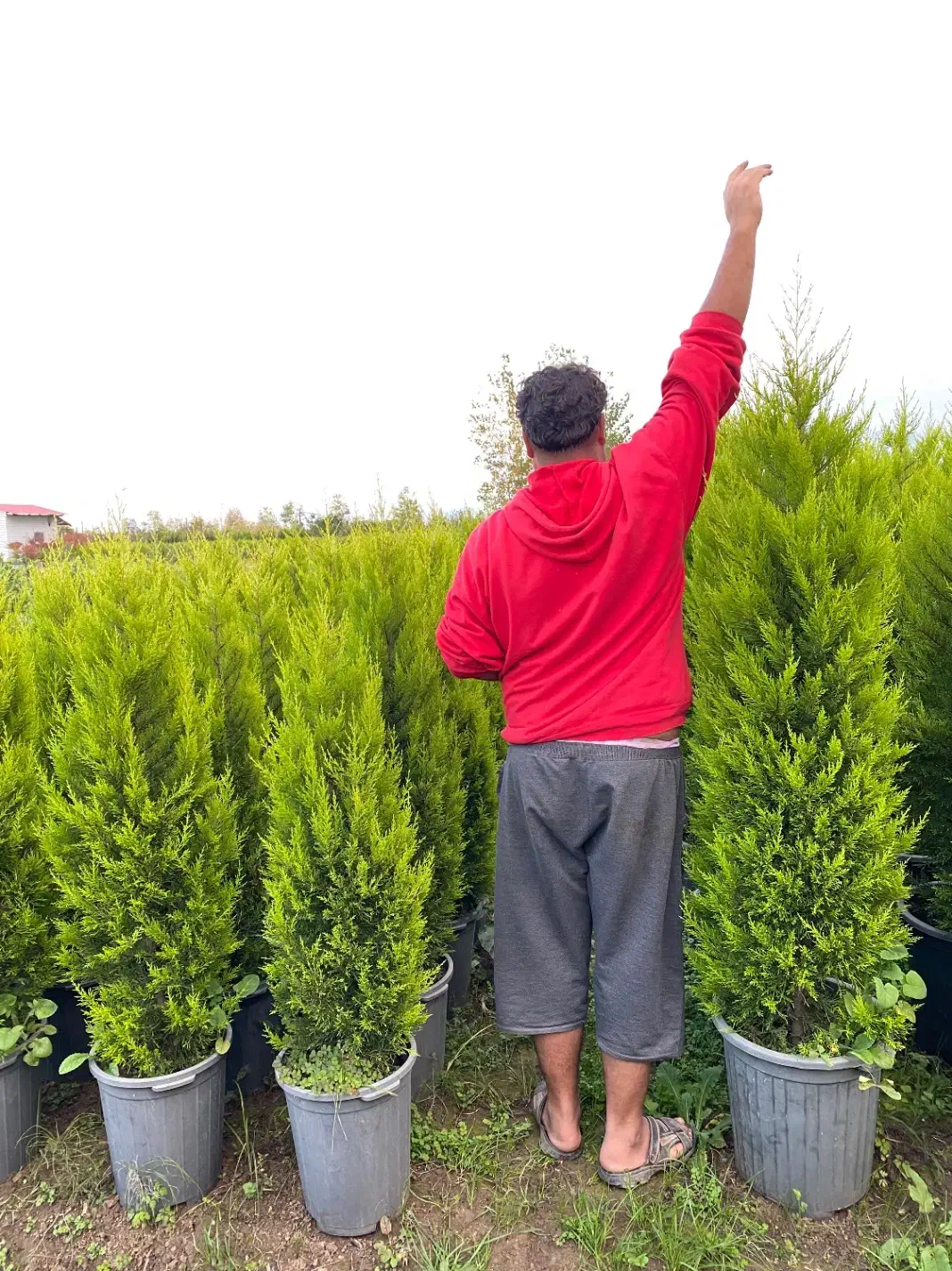 لاوسون زباله|گل و گیاه طبیعی|خرم‌آباد (تنکابن), |دیوار