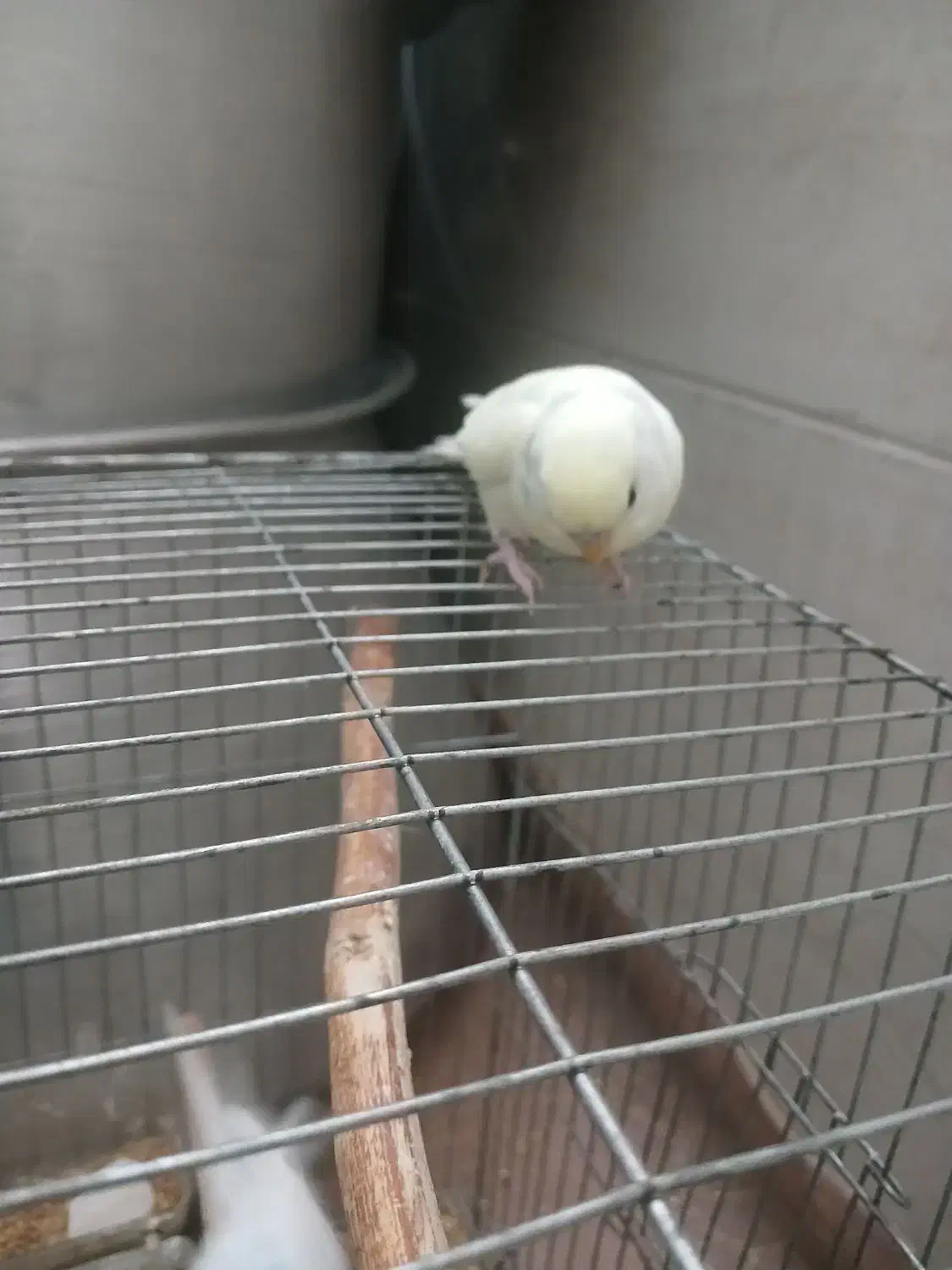 .مرغ..عشق نر دستی|پرنده|هشتگرد, شهرک راه آهن|دیوار