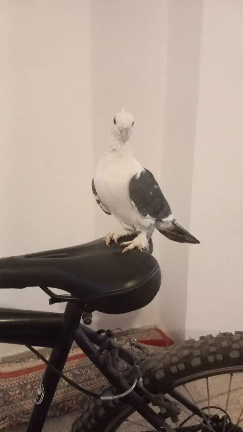 گمشده|حیوانات|ایلام, |دیوار