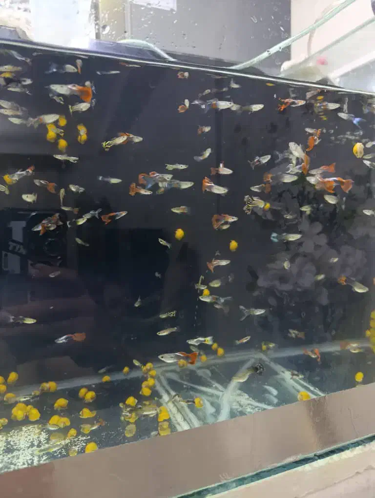 آکواریوم ماهی گوپی مولد و بچه ماهی|ماهی|هشتگرد, شهرک ریحانه|دیوار