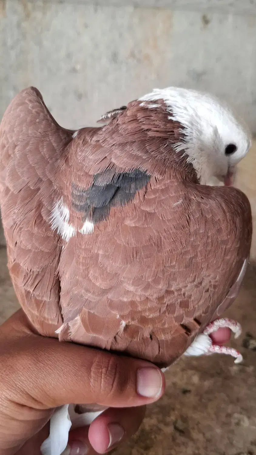 کبوتر پرشی|پرنده|شهریار, فرارت|دیوار