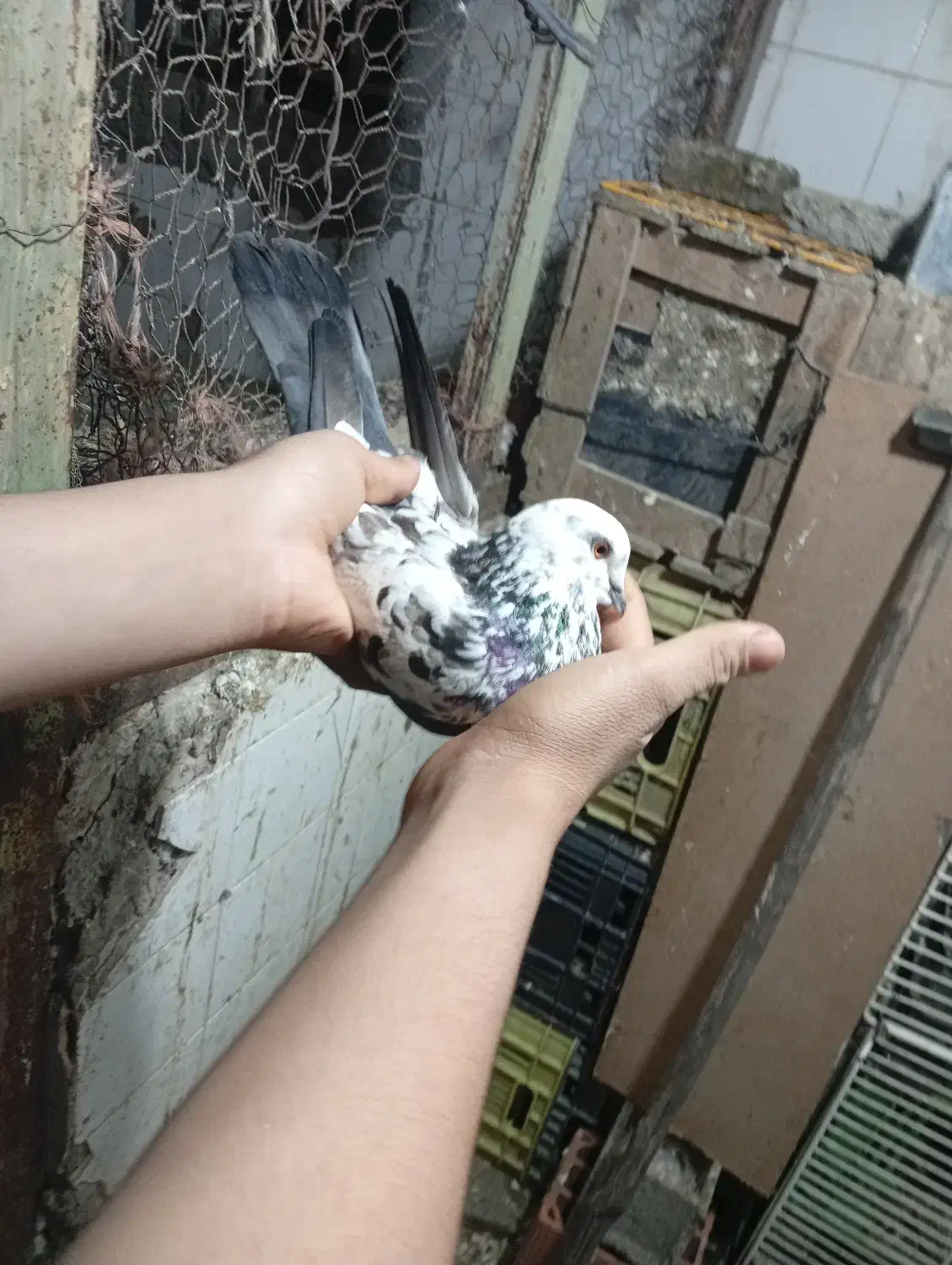 سه. عدد. کفتر|پرنده|چالوس, |دیوار