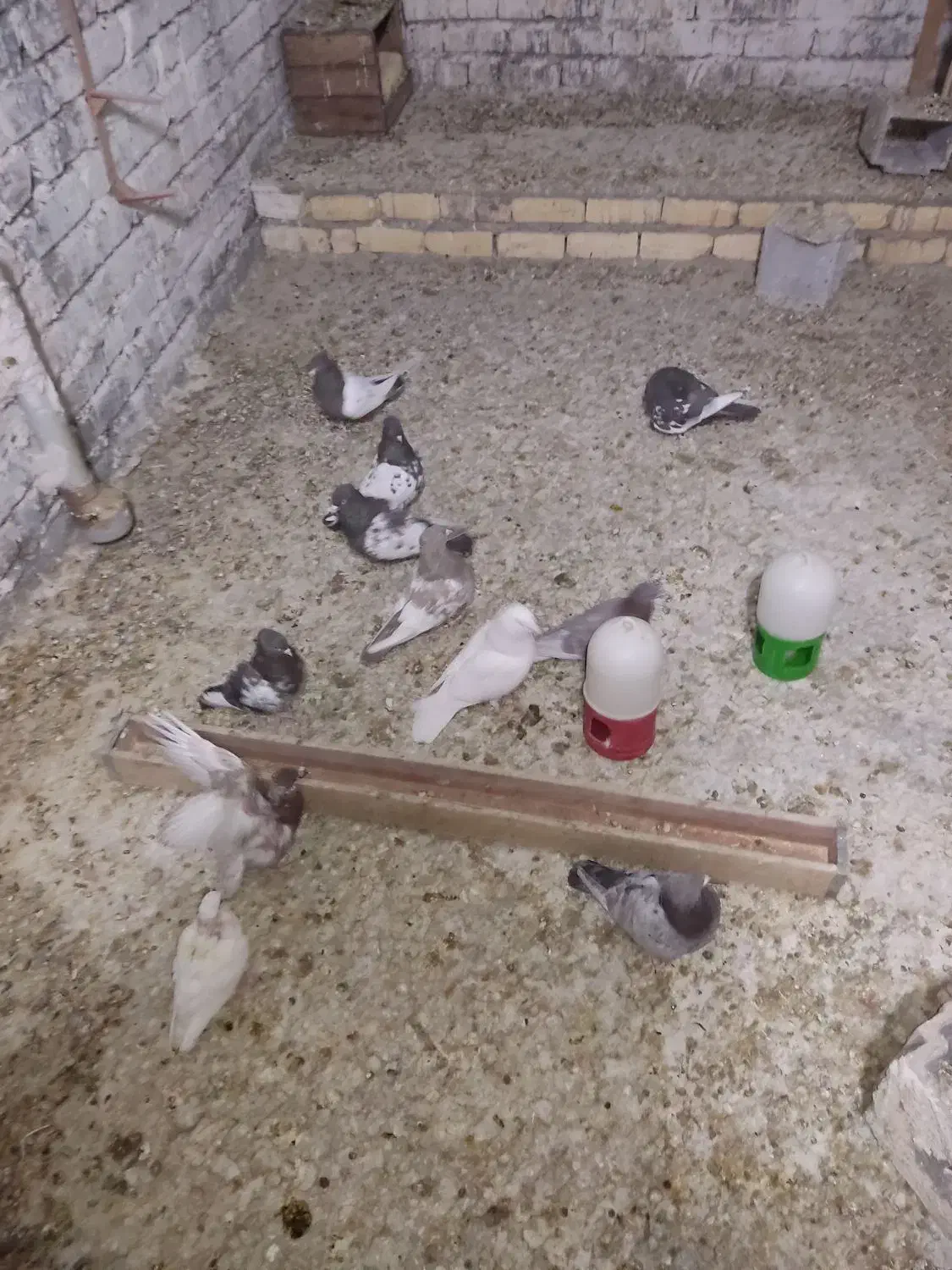 کبوتر یا کفتر|پرنده|شیراز, شهرک مهرگان|دیوار