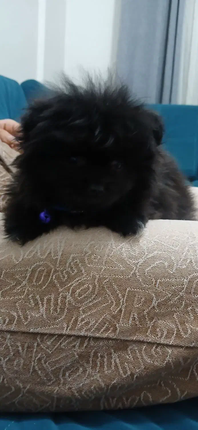 پامر خرسی عروسکی سایز ریز رنگ کاملا تک و خاص|سگ|تهران, مینای شمالی (مخبر)|دیوار