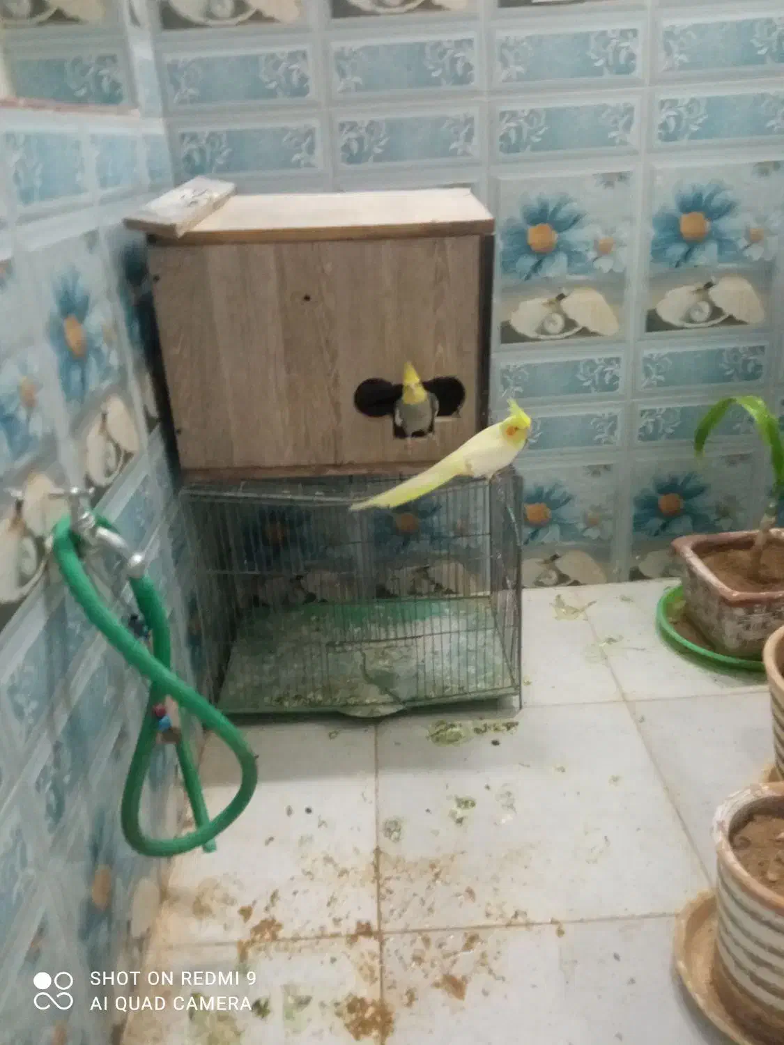 عروس هلندی|پرنده|اردکان, |دیوار