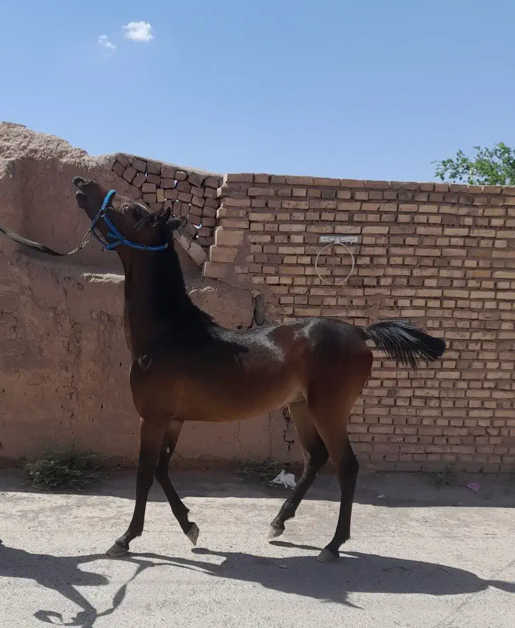اسب|اسب و تجهیزات اسب‌سواری|رفسنجان, |دیوار