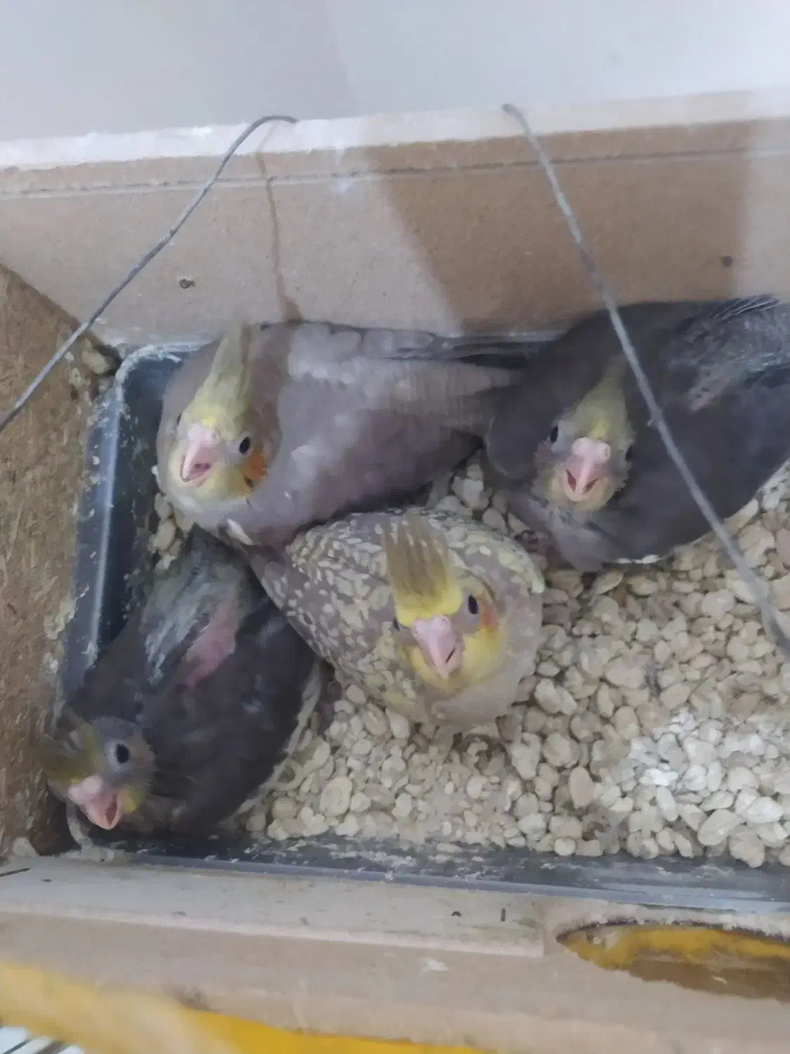 عروس هلندی|پرنده|بندر گناوه, |دیوار