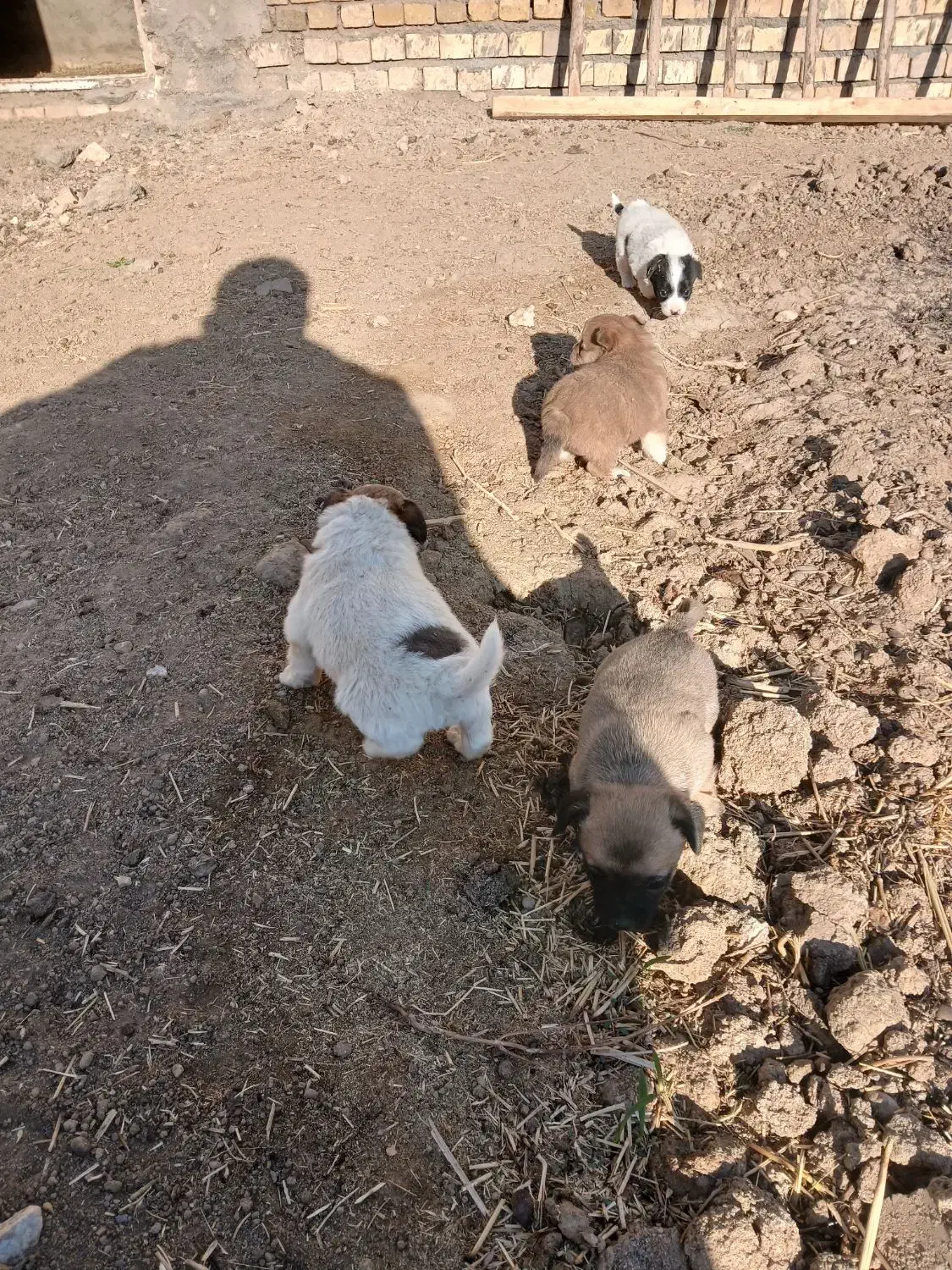 توله پاکوتاه کوتا بسیار بازی گوش|سگ|ملایر, |دیوار